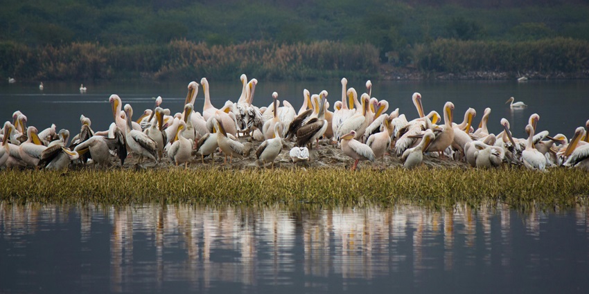 Wetland haven for birds near Ahmedabad, perfect for birdwatching, among the best places to visit in Gujarat in July.