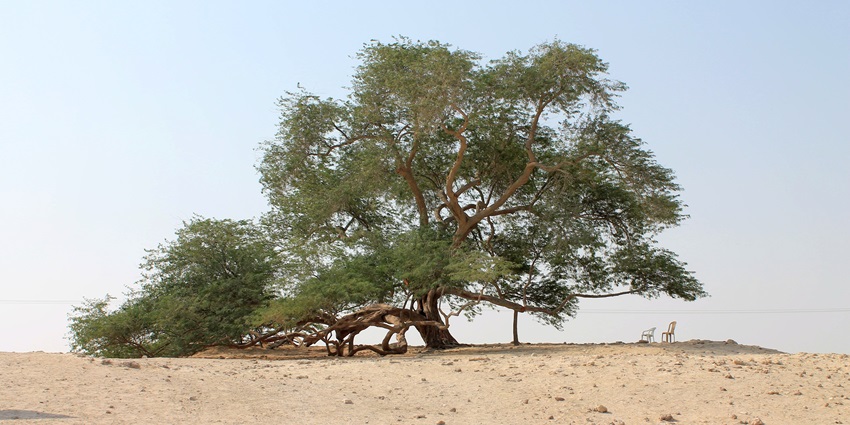 A lone resilient Mesquite tree stands in the desert, a unique natural wonder in Bahrain’s landscape.