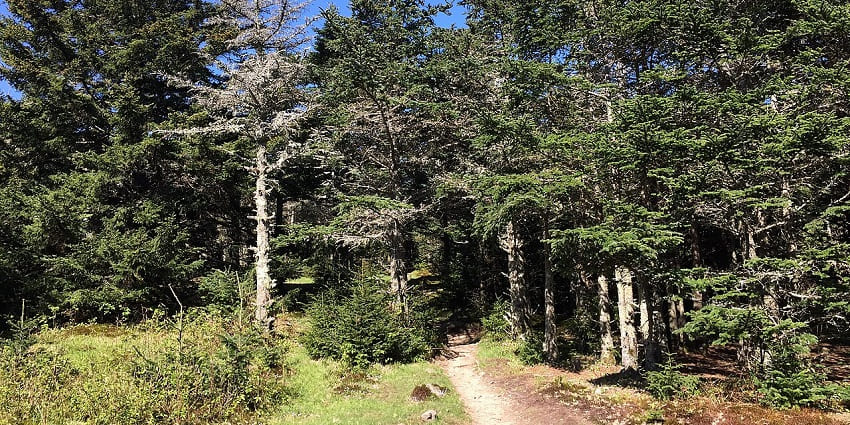 Things to do in Fraser’s Hill include hiking through lush forest trails, ascending to the misty heights.