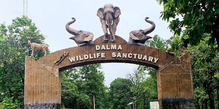 Trek With Elephants At Dalma Wildlife Sanctuary