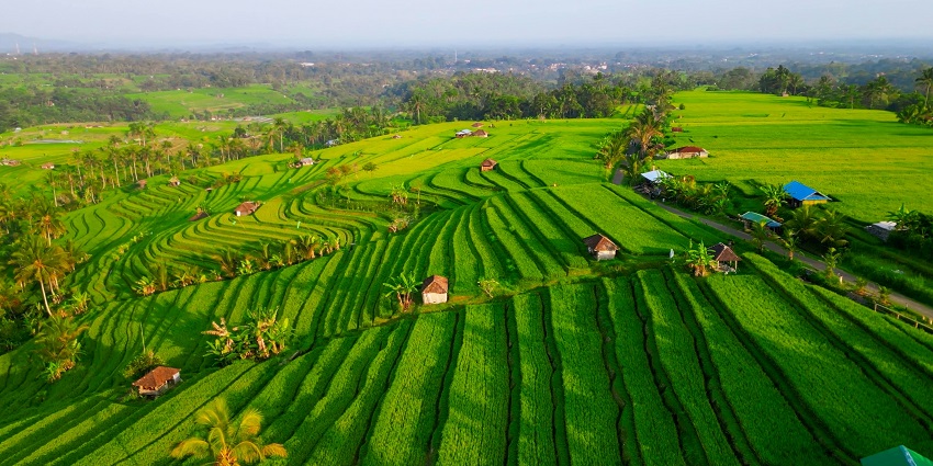 Panoramic view of Jatiluwih Rice Terraces in Bali, Indonesia. Top aerial drone view of green rice fields