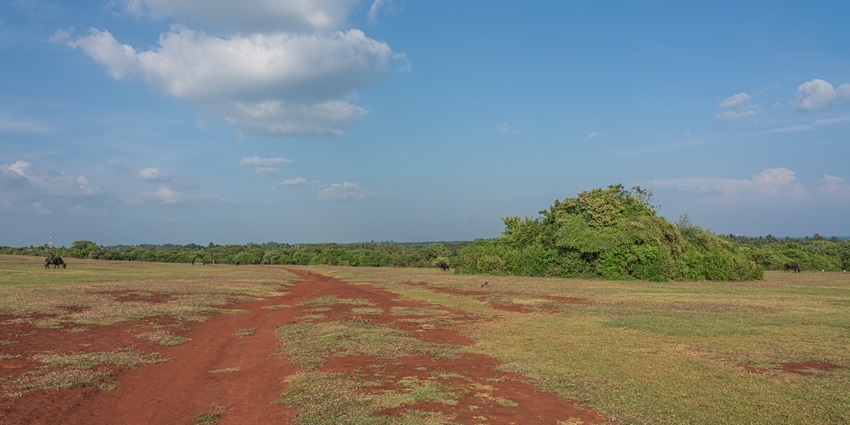 Ussangoda National Park with the red soil on the ground, green grass and a distant cow