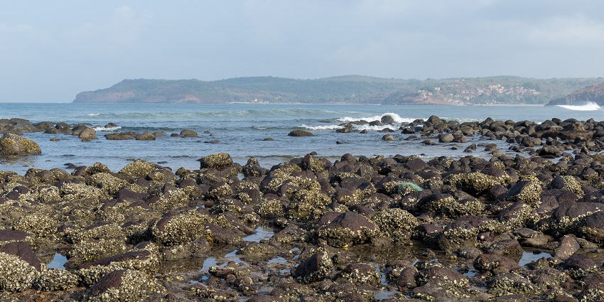 A serene coastline with palm trees and soft waves—perfect among Places to Visit Near Guhagar.