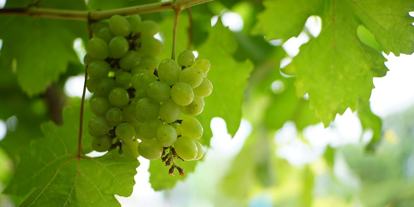 Close-up of fresh green grapes hanging on the vine at Baxter’s Vineyard Winery, glowing under soft natural sunlight.