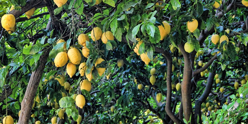 Discover traditional limoncello production at this charming lemon grove and tasting garden, among the best things to do in Sorrento.