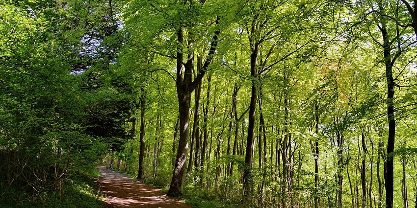 Peaceful open heathland and woodland at Ranmore Common, Surrey.