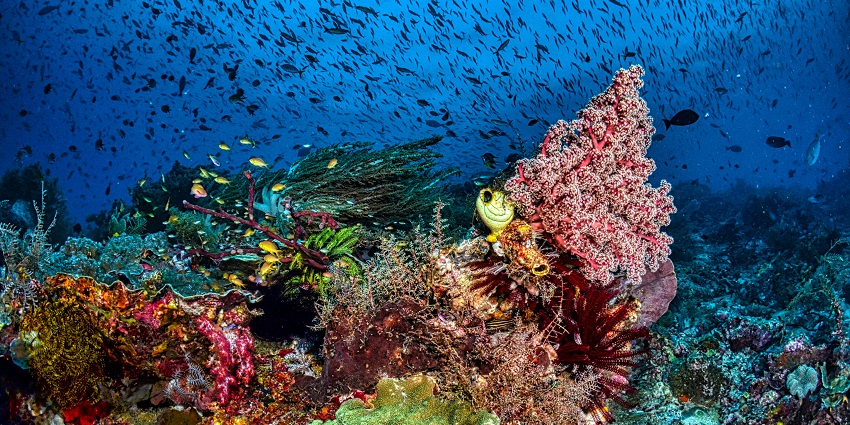 Watching marine life from a glass-bottom boat is one of the peaceful things to do in Hikkaduwa.