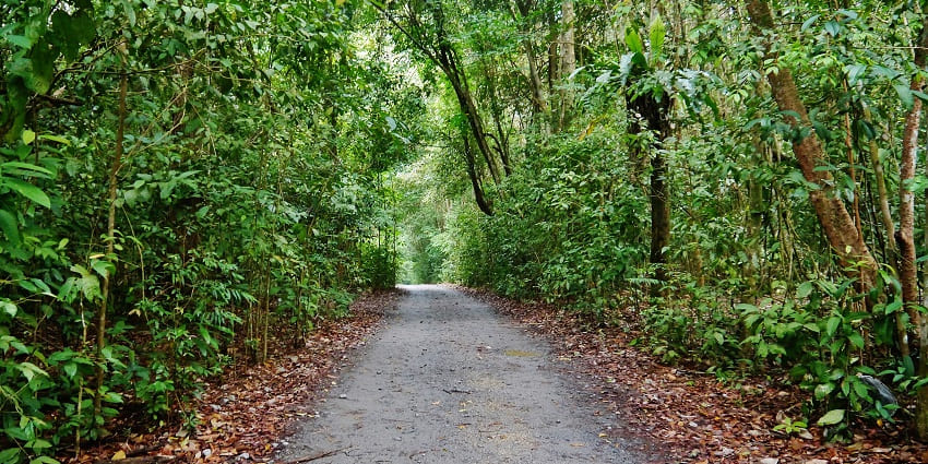 Peaceful walking path with greenery in Singapore, reflecting what Singapore is famous for.