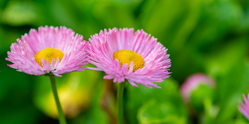 Blooming wildflowers in vibrant colors lining a walking trail under soft sunlight.