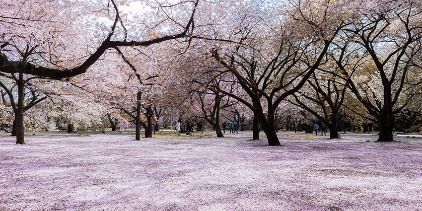 Relax in a tranquil urban oasis filled with seasonal flowers and traditional tea houses, among the best things to do in Shinjuku.