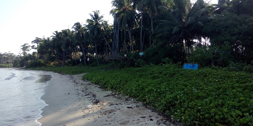 Sandy shore of Wandoor Beach with gentle waves and tropical trees, one of the best places to visit in Andaman in December.