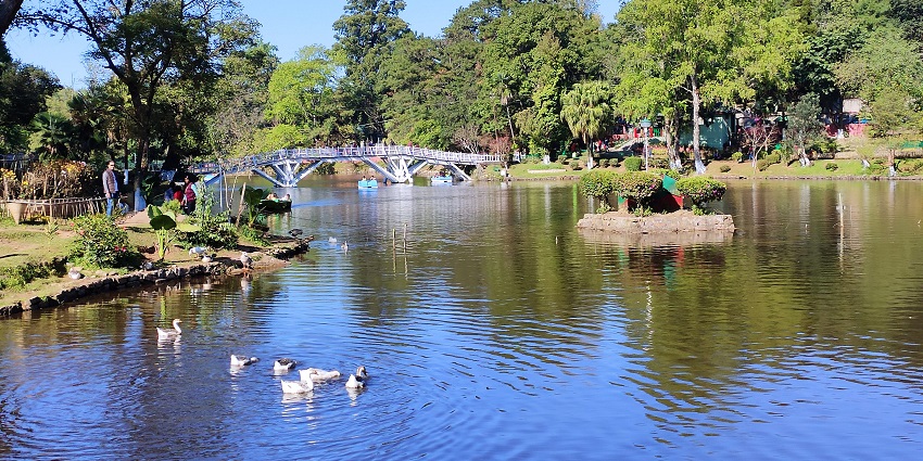 Wards lake with ducks in the small water body of the lake, one of the best places to visit in Shillong in January.