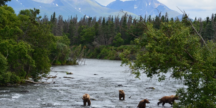 Observe brown bears expertly catching salmon at Brooks Falls in Katmai National Park, a wildlife spectacle.