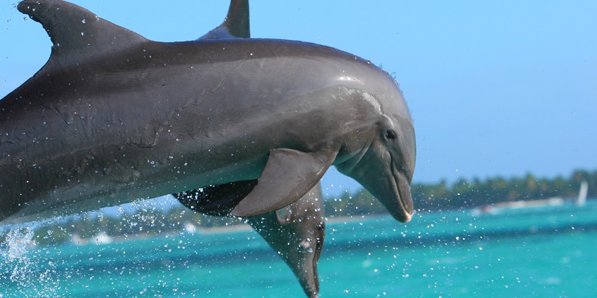 Catch sight of spinner dolphins leaping playfully through the surf in their natural ocean habitat.