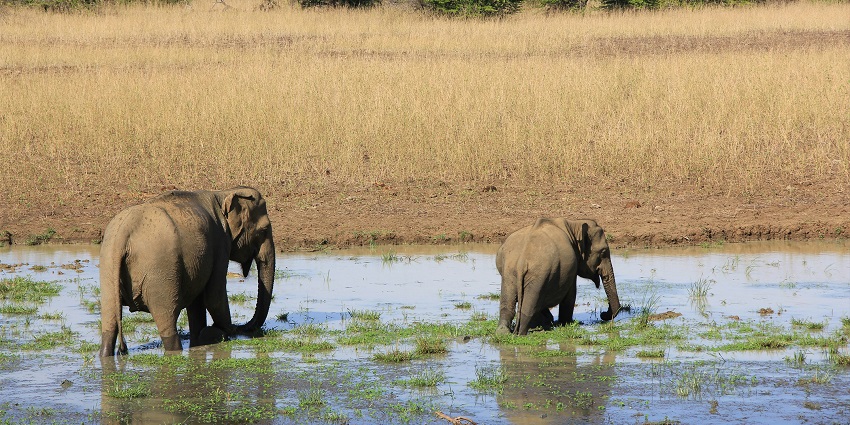 Image of a couple of elephants roaming around in the water at Yala in Sri Lanka