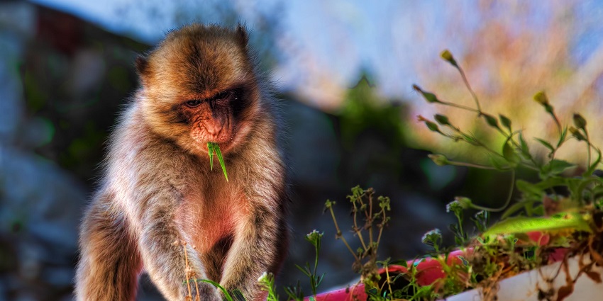 Barbary macaques perched on ledges overlooking Gibraltar, offers experience with wild monkeys