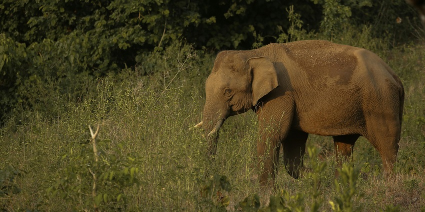 Elephants roaming freely in the wild forest landscape of Wayanad what is Wayanad famous for.