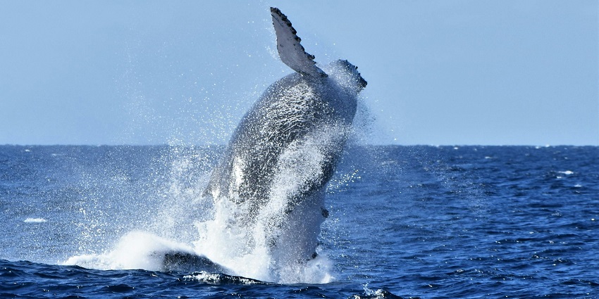 Things to do in Cabo include watching humpback and grey whales breaching during peak migration season.