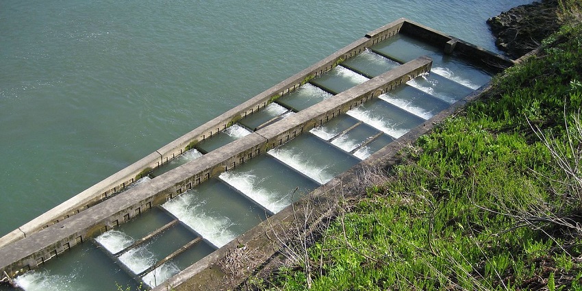 Seasonal spectacle of fish swimming upstream through a manmade ladder, celebrated with music and food.