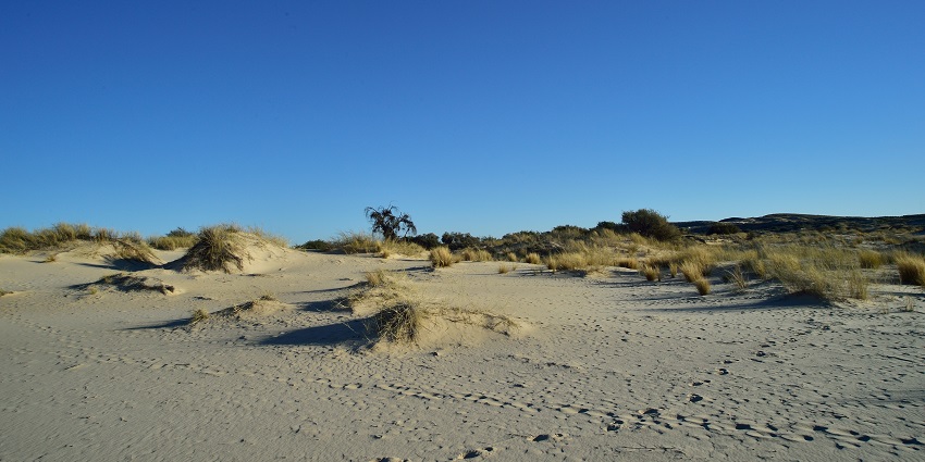 Witsand Nature Reserve with green grass over vast sandy plains and distant greenery, one of the hidden places in South Africa.
