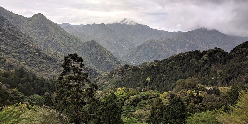 Yakushima island with dense green hill peaks partially covered in clouds and a tall green tree