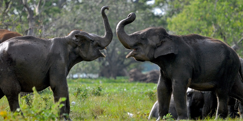 Two elephants playfully facing each other with raised trunks in a grassy field at Yala National Park, surrounded by greenery and partially visible trees in the background.