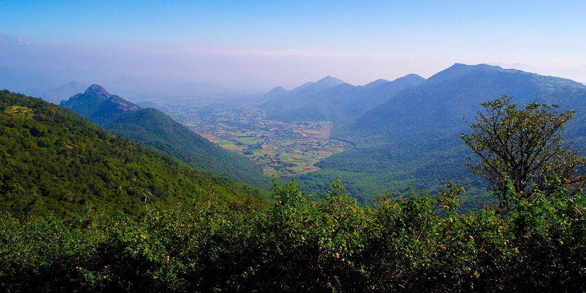 Hill road view with misty trees and greenery in Yercaud, a serene escape.