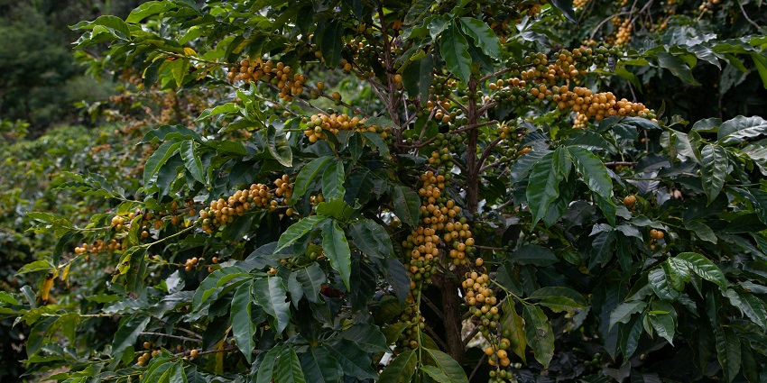 Cocoa tree farming in Abengourou with ripe pods growing in a lush green setting.