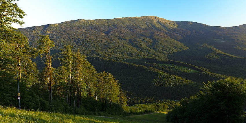 Sunlit mountain slope with lush green forest and a grassy trail beneath a clear blue sky.