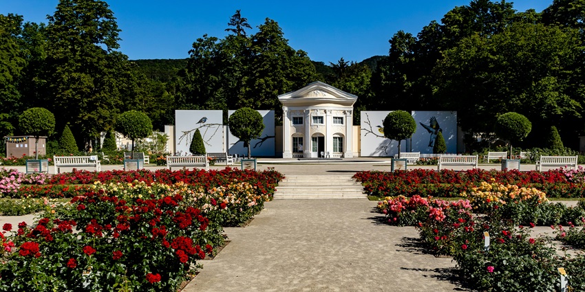 Beautiful rose garden and pathways at Rosarium Baden, one of the best places to visit near Vienna.