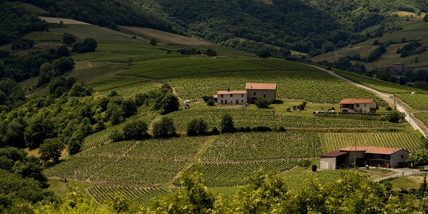 Rolling green vineyards and farmhouses in a hilly countryside—among the top places to visit near Lyon.