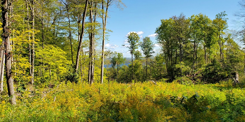 Scenic view of Calabogie with forested hills and trees surrounding a peaceful lake.