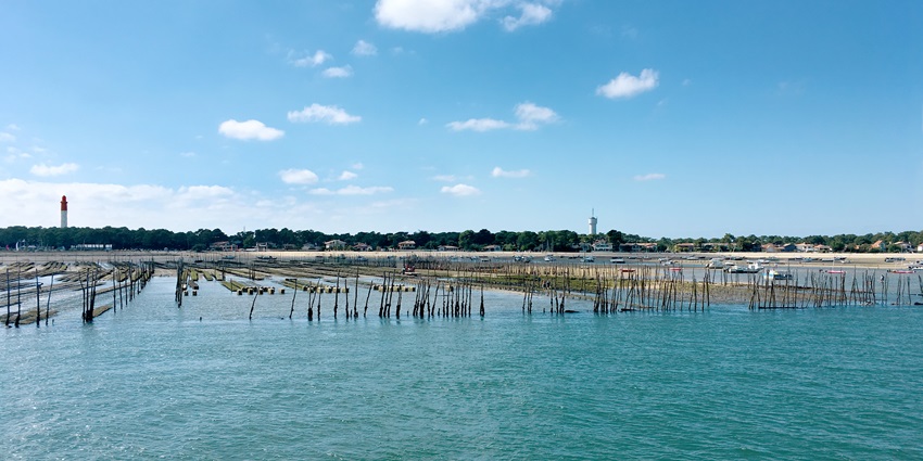 Oyster farming beds in blue coastal waters with a lighthouse and village in the background.