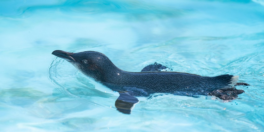 Penguin swimming in crystal-clear water with sunlight reflecting on the surface.