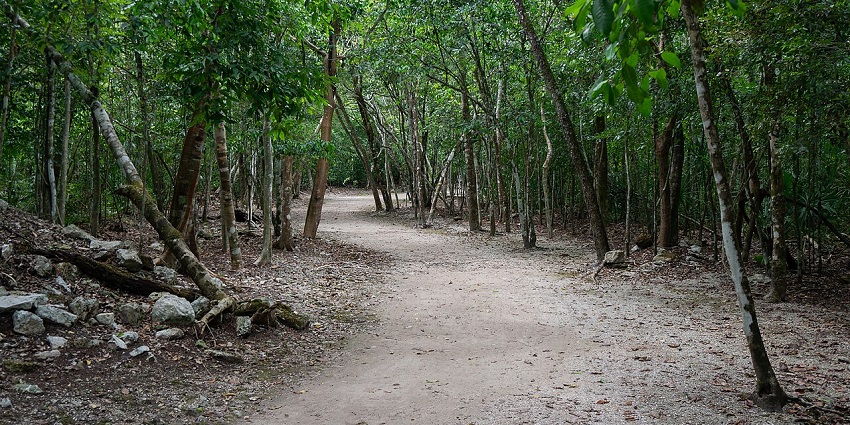 Dense jungle with tall trees and lush greenery at the Coba archaeological site in Mexico.