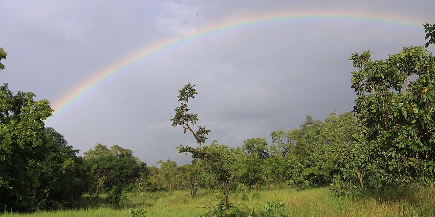Savanna in Comoé National Park with tall grass, scattered trees, and a rainbow overhead.