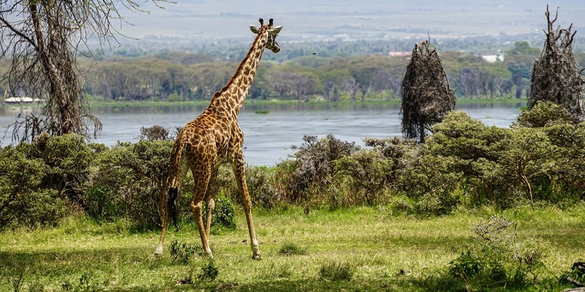 A giraffe walking through green grassy woodland near a calm lake with distant hills.