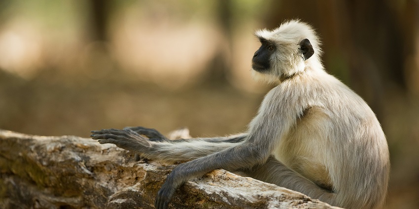 An inside view of the famous Debrigarh Wildlife Sanctuary featuring a wild monkey.