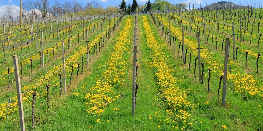 Image of a seven-acre Texas vineyard renowned for its 1984 vintage muscadine varietals.