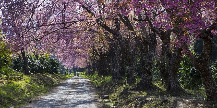 Pathway in Doi Inthanon National Park surrounded by greenery and pink-blossomed trees.