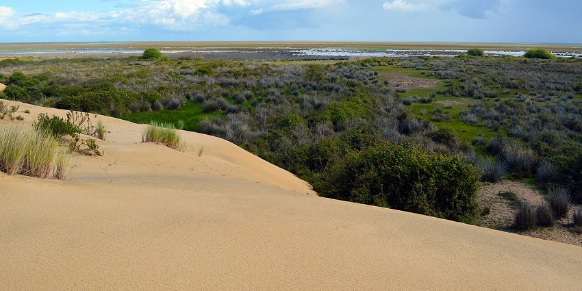 Doñana National Park with a sandy cliff, small vibrant bushes, grass plains and a cloudy sky.
