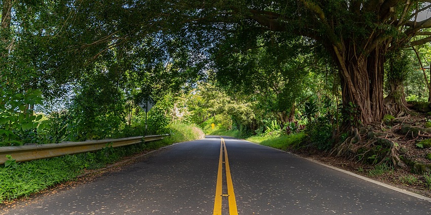 Riding the Road to Hana with dried leaves on the road and green trees on both sides is one of the top things to do in Maui.
