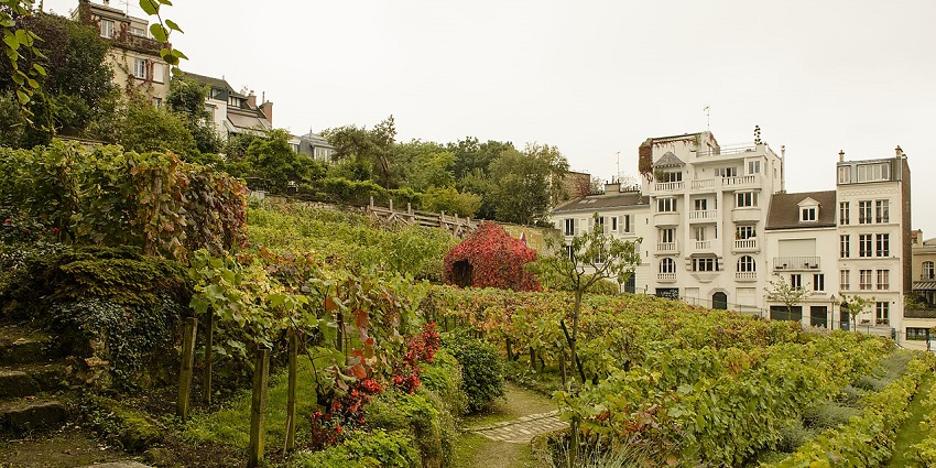 Explore vineyards with green plants and floral huts showcasing things to do in Uruguay.