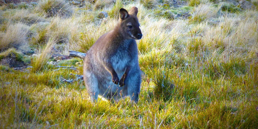 Medium-sized kangaroo at a wildlife park with soft fur, surrounded by green grass and rocks.