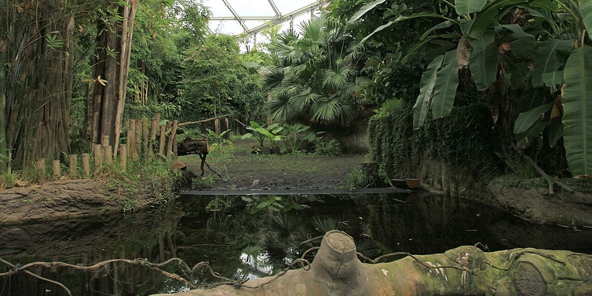 Exploring the vibrant indoor rainforest is one of the best things to do in Leipzig.
