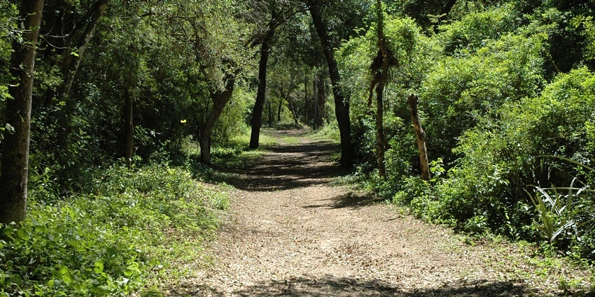 Chaco National Park in Chaco province with a walking pathway and tall green trees on both sides.