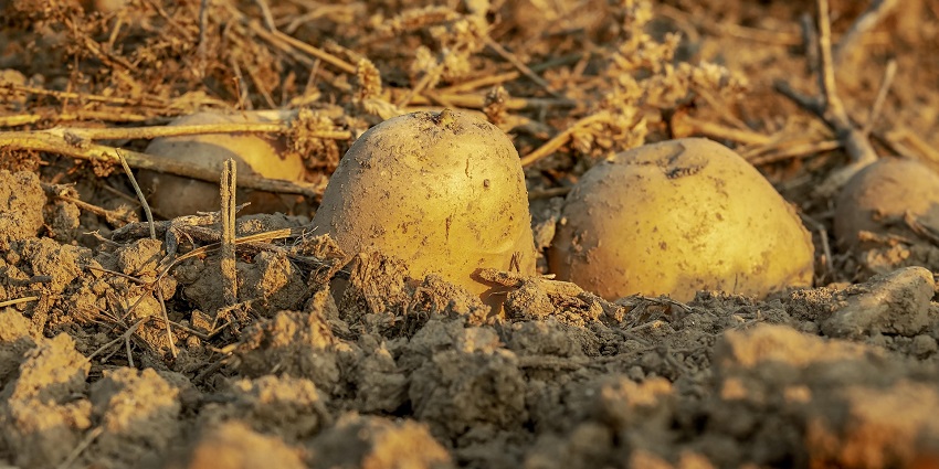 Exploring the Living Potato Museum is one of the most unique things to do in Pisac Peru.
