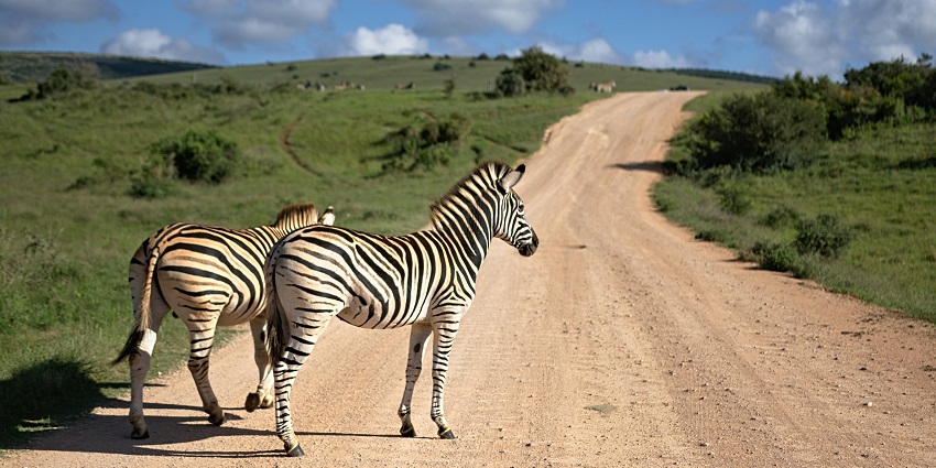 Exploring Rupununi savannah in Guyana with zebras grazing, one of the top things to do in Guyana.
