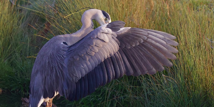 Spotting rare birds at Benacre Marshes is one of the most peaceful things to do in Kessingland.
