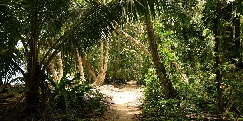 Explore a scenic hiking trail with the Barbados National Trust on a clear day.
